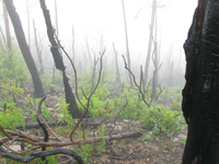 GRSM Accuracy Assessment. Plot Code: GRSM_AA_0862_4