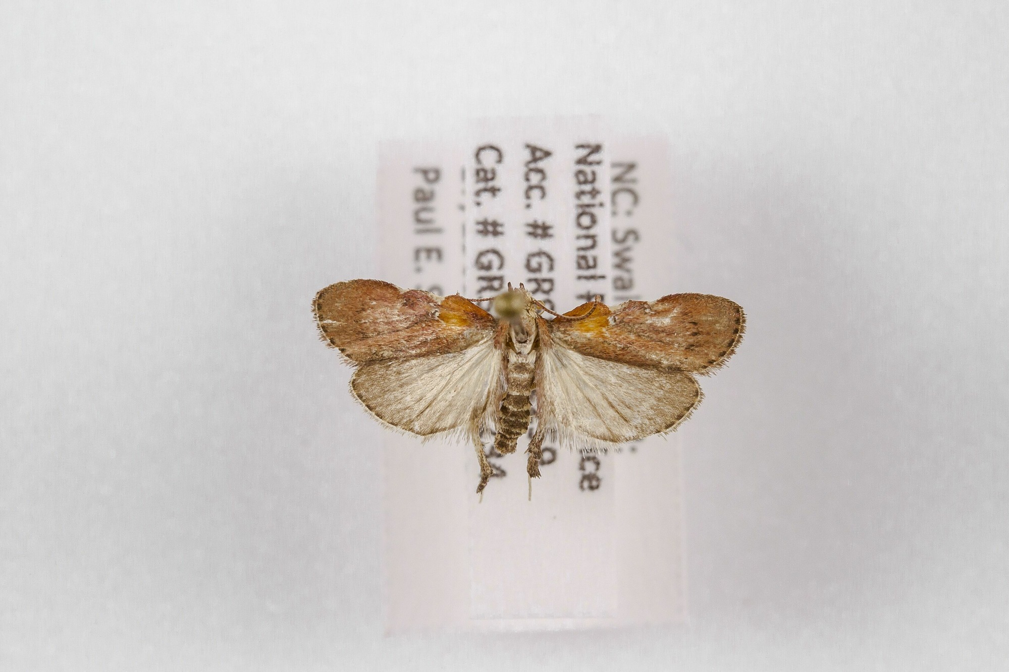 Image of Galasa nigrinodis, a species of Animalia