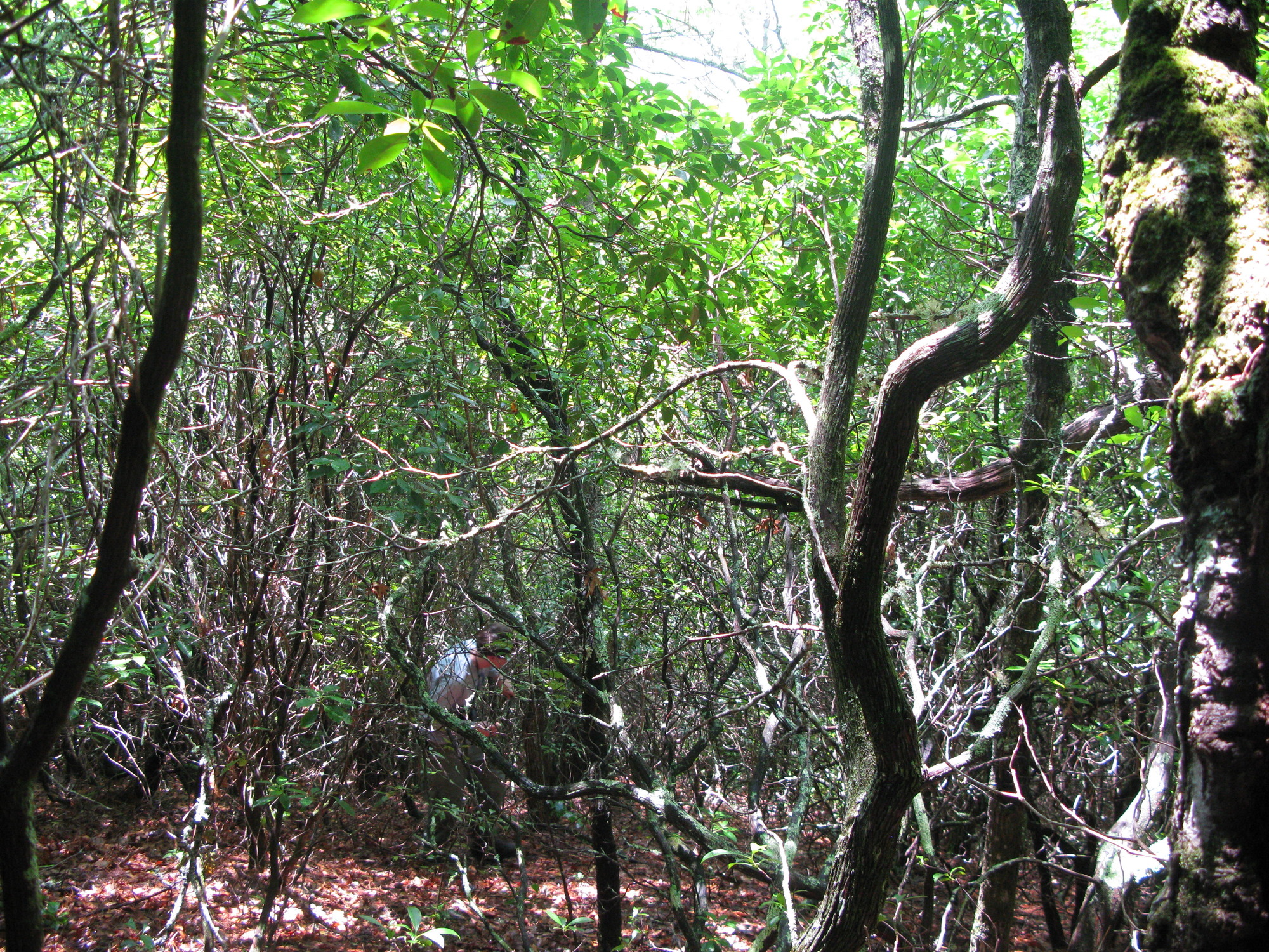 GRSM Accuracy Assessment. Plot Code: GRSM_AA_0058_6