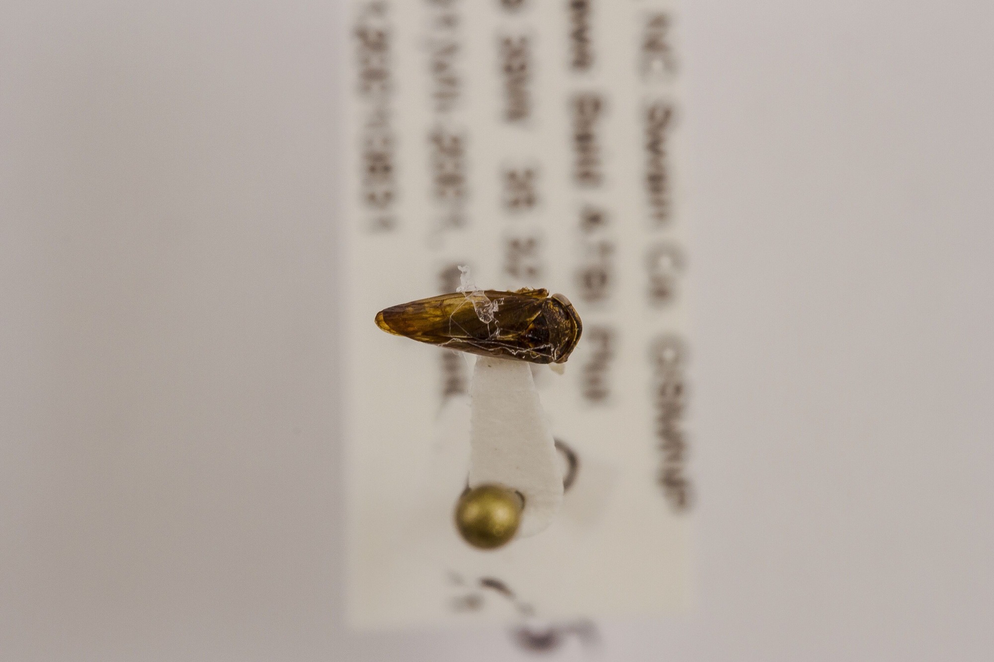 Image of Oncopsis quebecensis, a species of Animalia