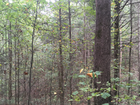 GRSM Accuracy Assessment. Plot Code: GRSM_AA_0641_3