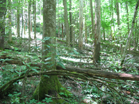 GRSM Accuracy Assessment. Plot Code: GRSM_AA_0734_5