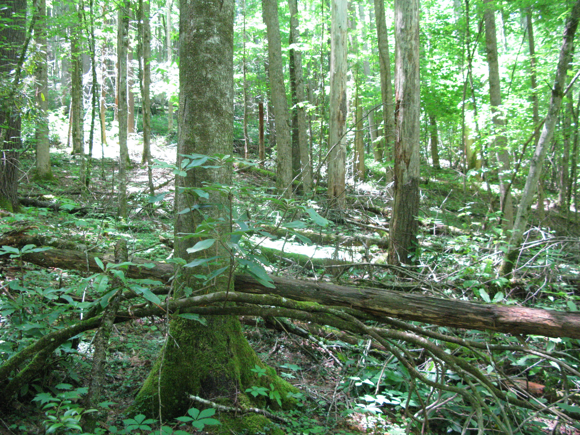 GRSM Accuracy Assessment. Plot Code: GRSM_AA_0734_5