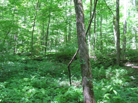 GRSM Accuracy Assessment. Plot Code: GRSM_AA_0293_5