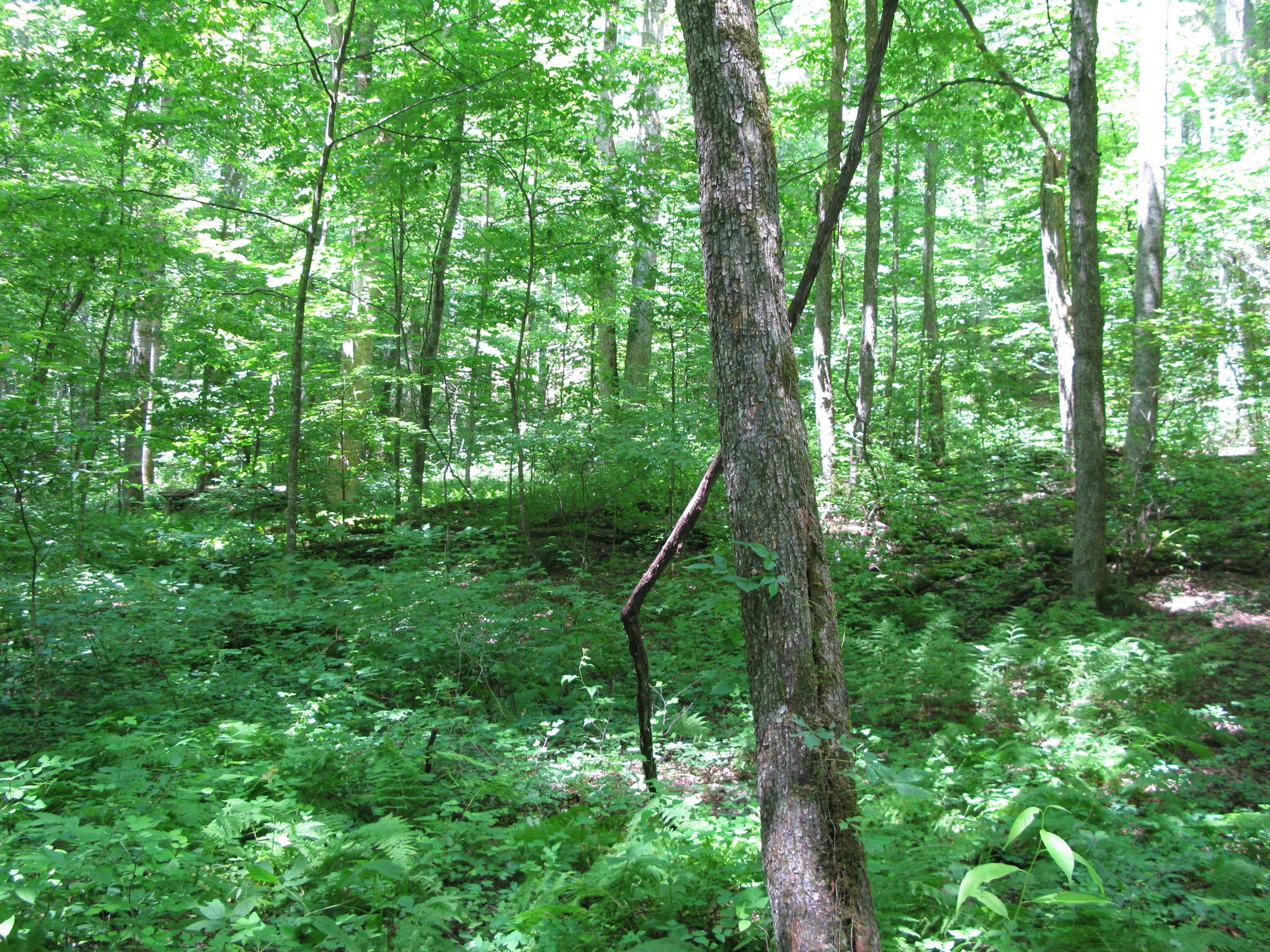 GRSM Accuracy Assessment. Plot Code: GRSM_AA_0293_5