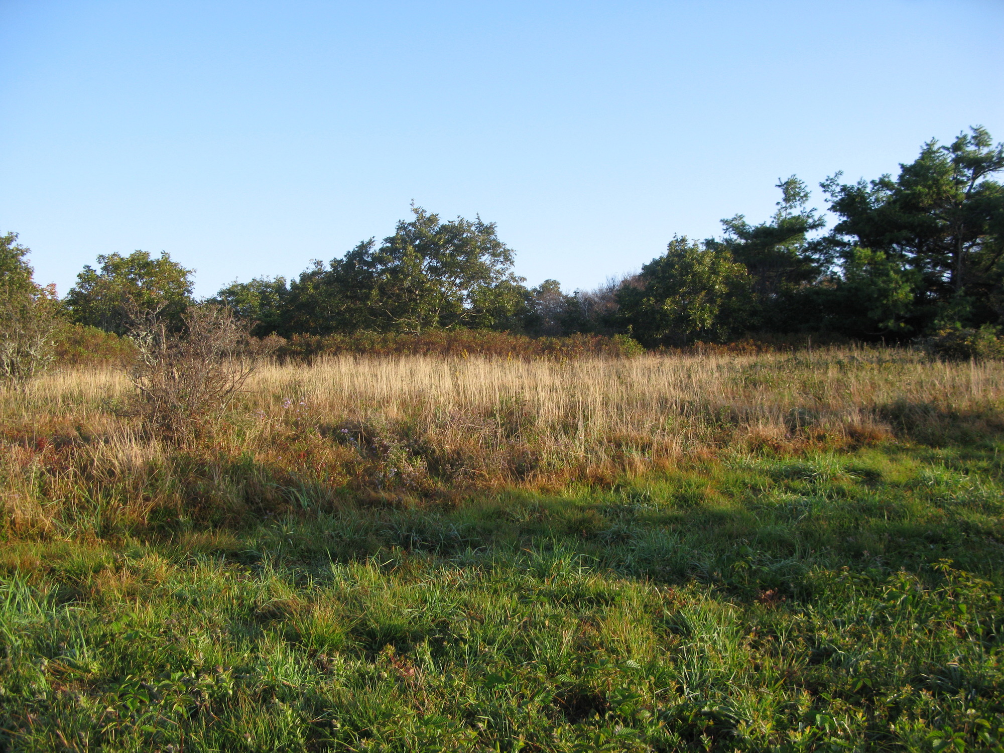 GRSM Accuracy Assessment. Plot Code: GRSM_AA_0305_2