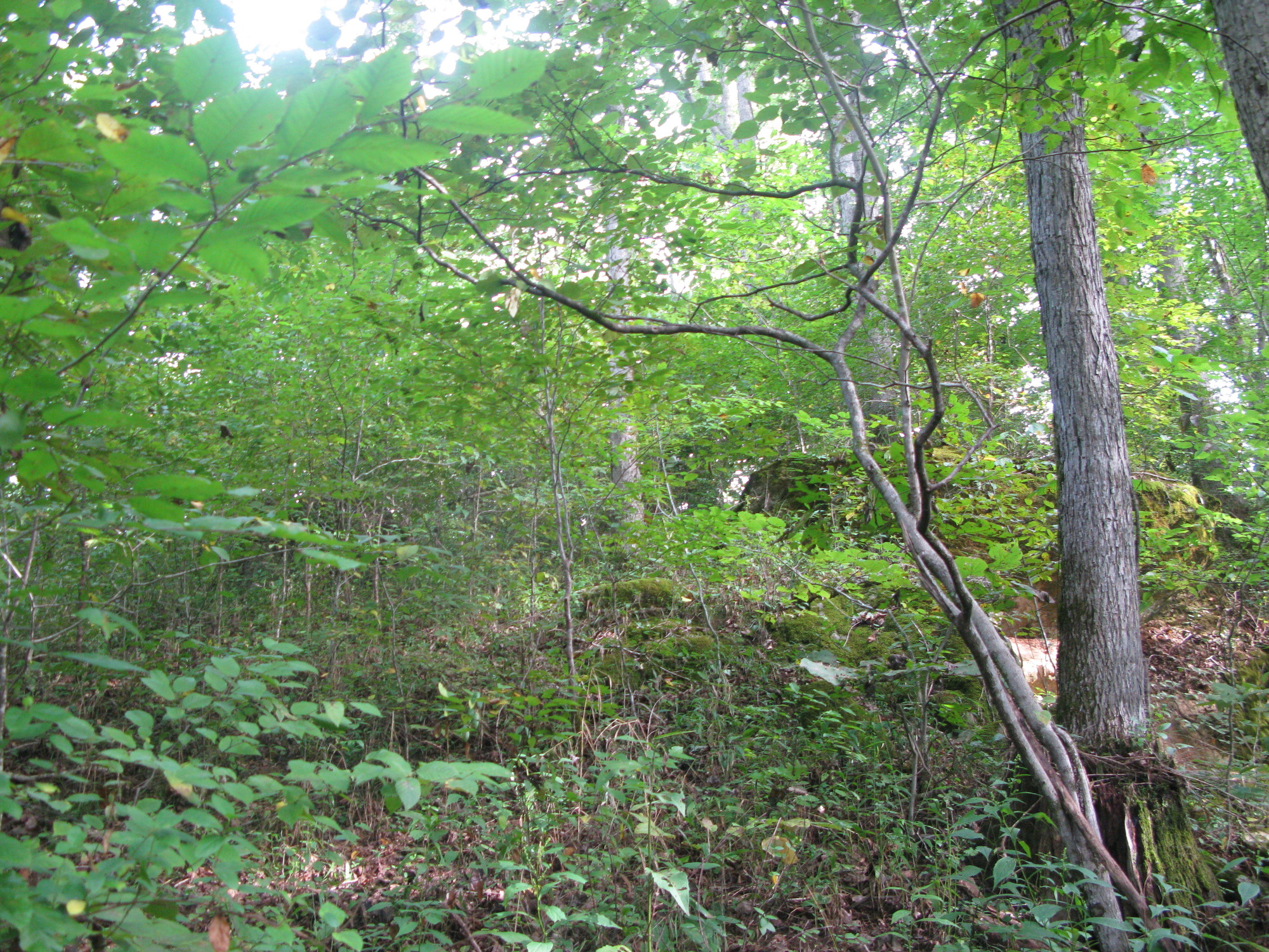 GRSM Accuracy Assessment. Plot Code: GRSM_AA_0581_2