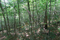 GRSM Accuracy Assessment. Plot Code: GRSM_AA_0847_6