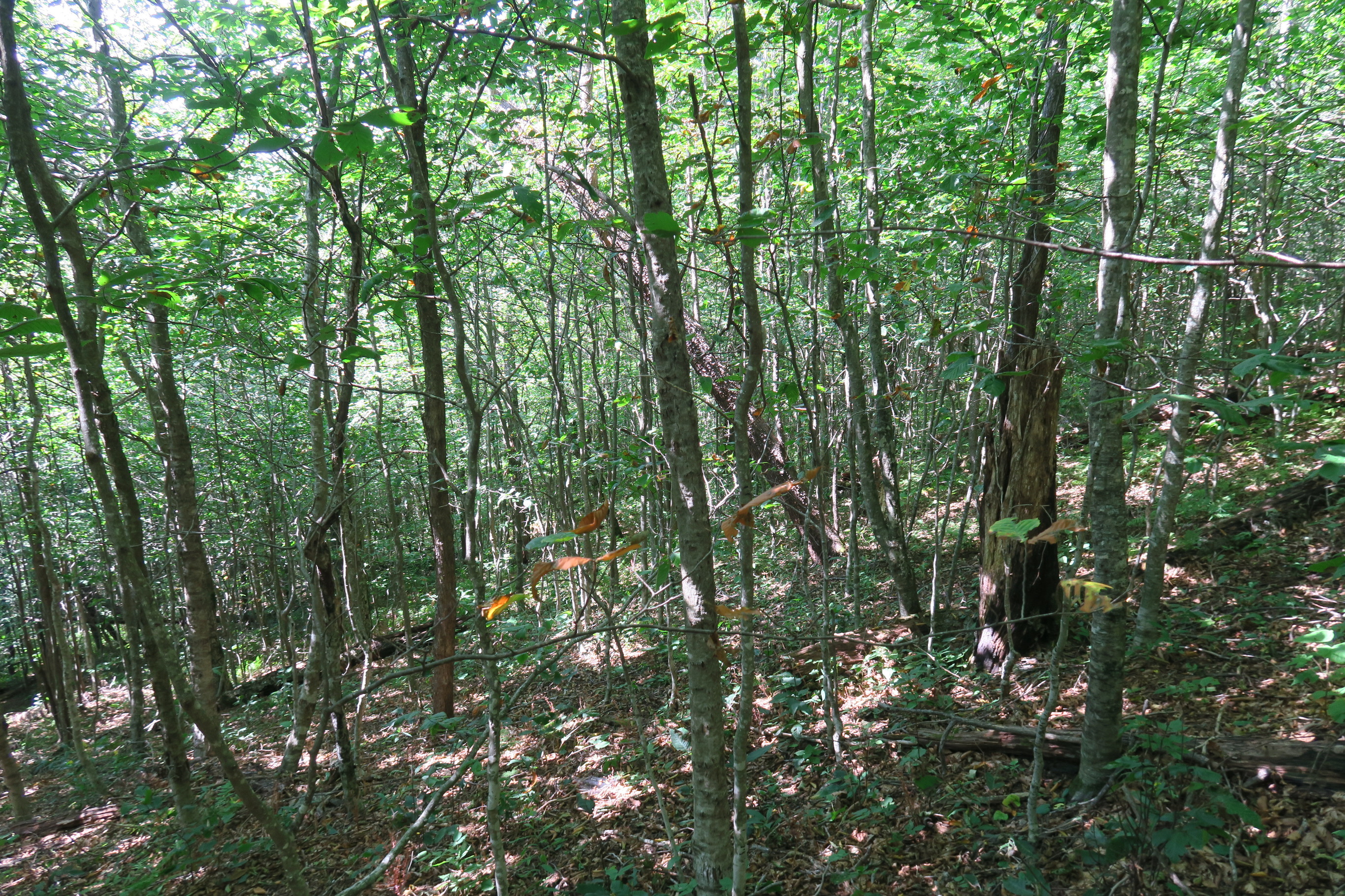 GRSM Accuracy Assessment. Plot Code: GRSM_AA_0847_6