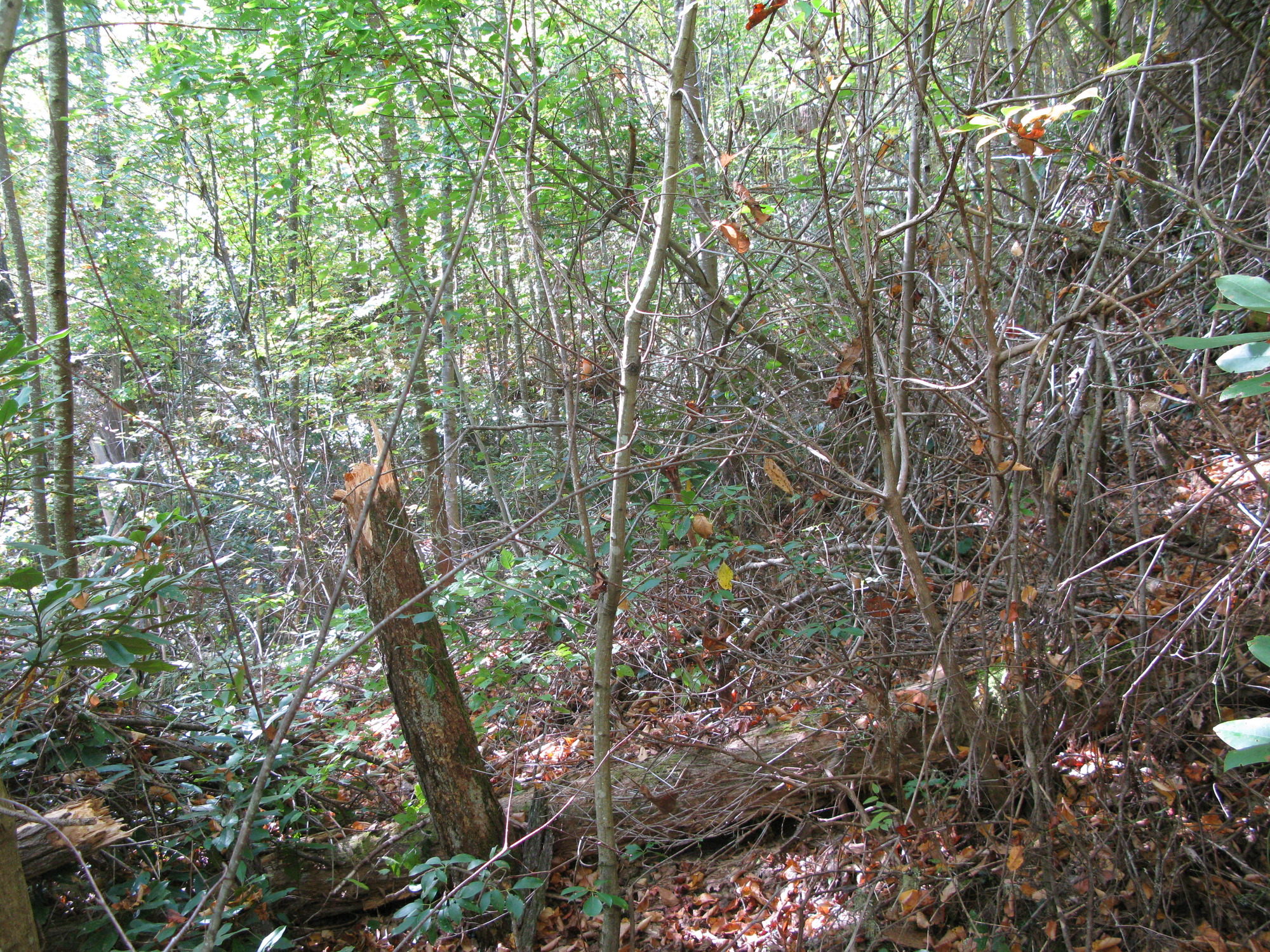 GRSM Accuracy Assessment. Plot Code: GRSM_AA_0063_4