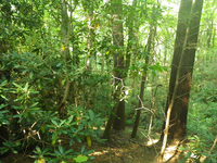 GRSM Accuracy Assessment. Plot Code: GRSM_AA_0468_5