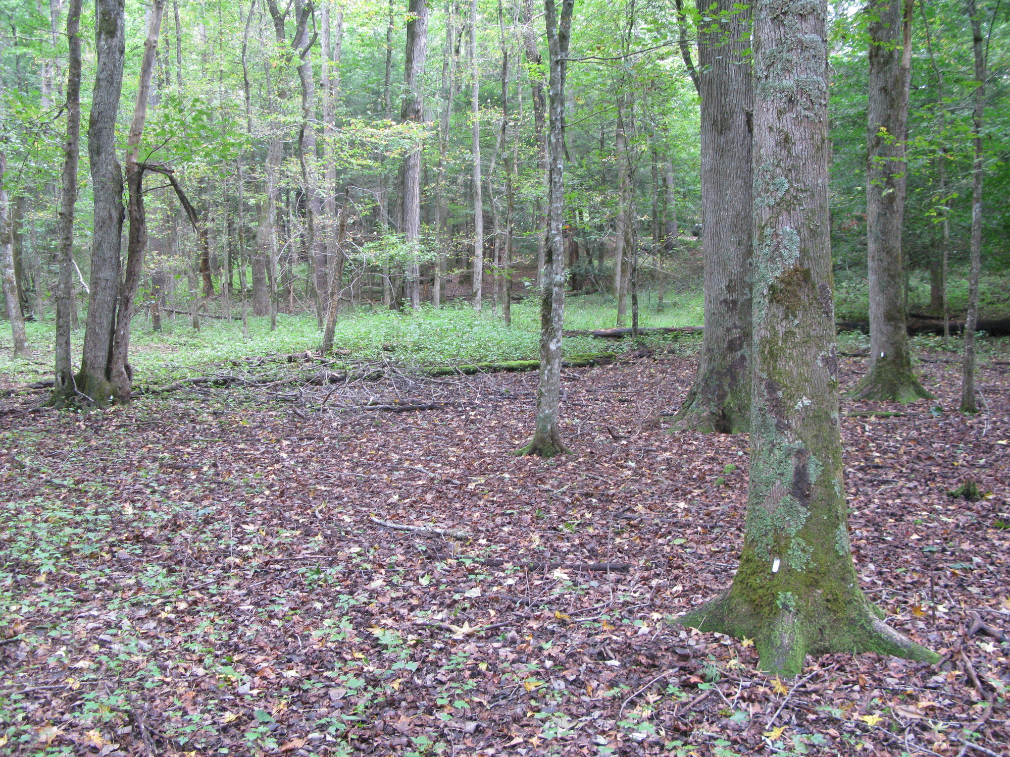 GRSM Accuracy Assessment. Plot Code: GRSM_AA_0350_3