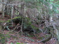 GRSM Accuracy Assessment. Plot Code: GRSM_AA_0156_2