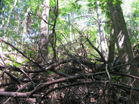 GRSM Accuracy Assessment. Plot Code: GRSM_AA_0180_5