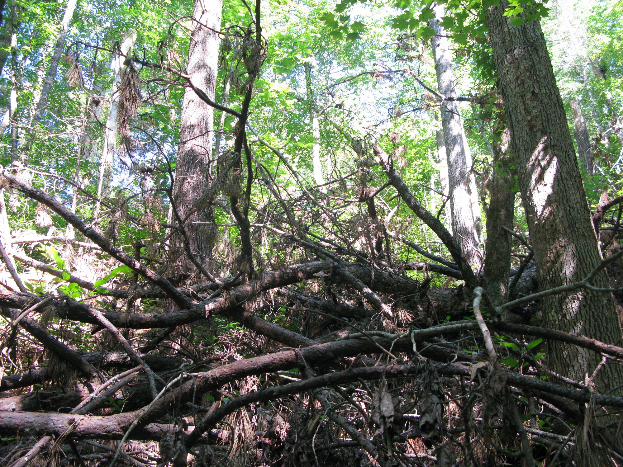 GRSM Accuracy Assessment. Plot Code: GRSM_AA_0180_5