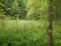 GRSM Accuracy Assessment. Plot Code: GRSM_AA_0703_4