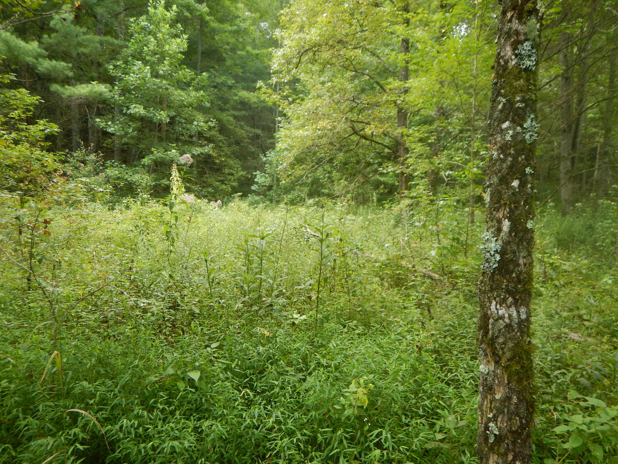 GRSM Accuracy Assessment. Plot Code: GRSM_AA_0703_4