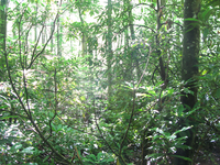 GRSM Accuracy Assessment. Plot Code: GRSM_AA_0860_3