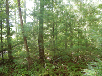 GRSM Accuracy Assessment. Plot Code: GRSM_AA_0714_5