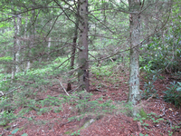 GRSM Accuracy Assessment. Plot Code: GRSM_AA_0160_6