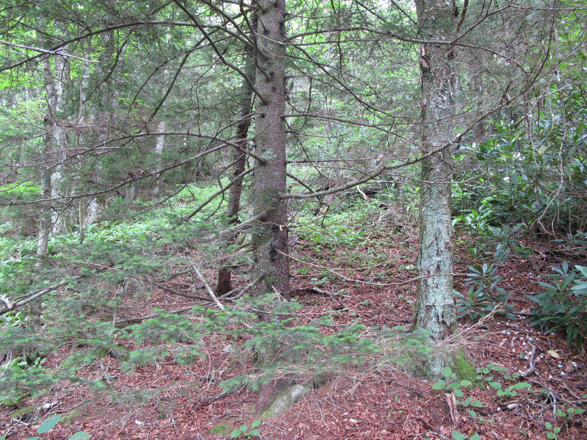 GRSM Accuracy Assessment. Plot Code: GRSM_AA_0160_6