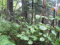 GRSM Accuracy Assessment. Plot Code: GRSM_AA_0142_4