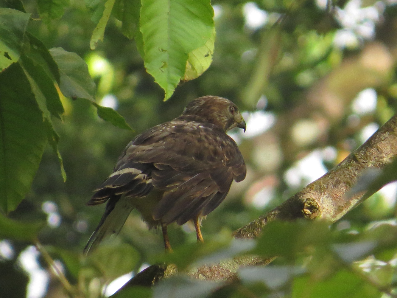 Image of Buteo platypterus, a species of Bird