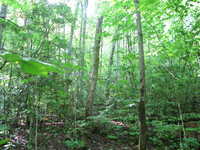 GRSM Accuracy Assessment. Plot Code: GRSM_AA_0129_6