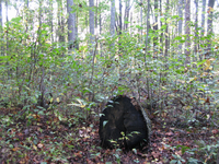 GRSM Accuracy Assessment. Plot Code: GRSM_AA_0288_5