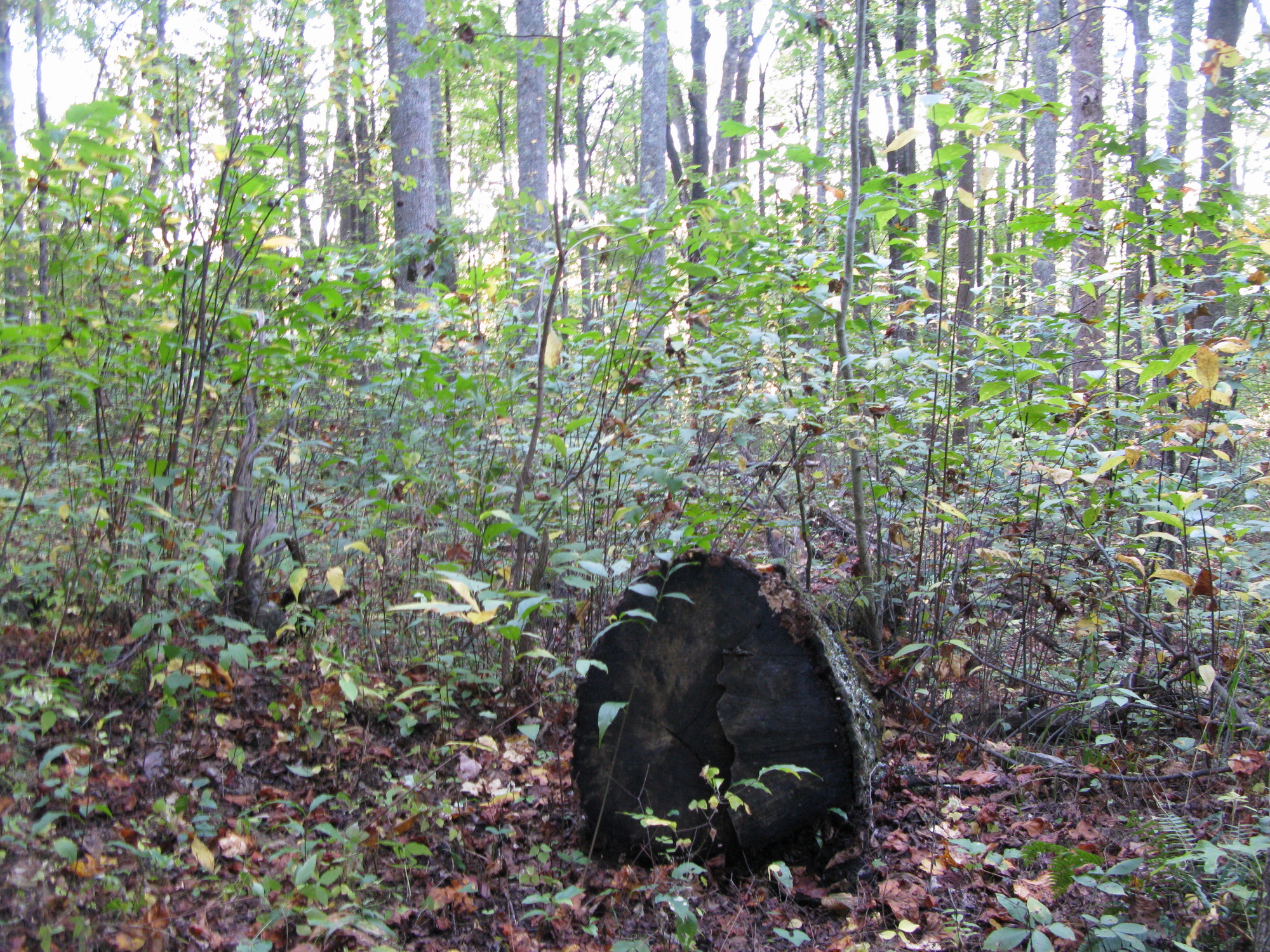 GRSM Accuracy Assessment. Plot Code: GRSM_AA_0288_5