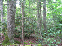 GRSM Accuracy Assessment. Plot Code: GRSM_AA_0824_5