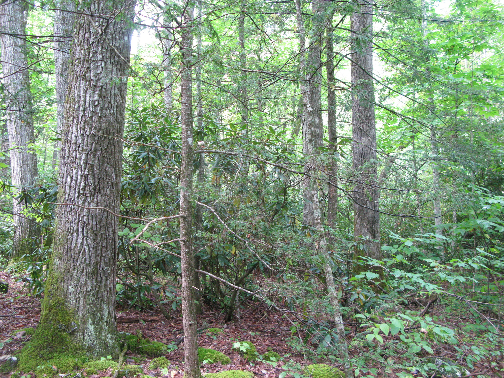 GRSM Accuracy Assessment. Plot Code: GRSM_AA_0824_5