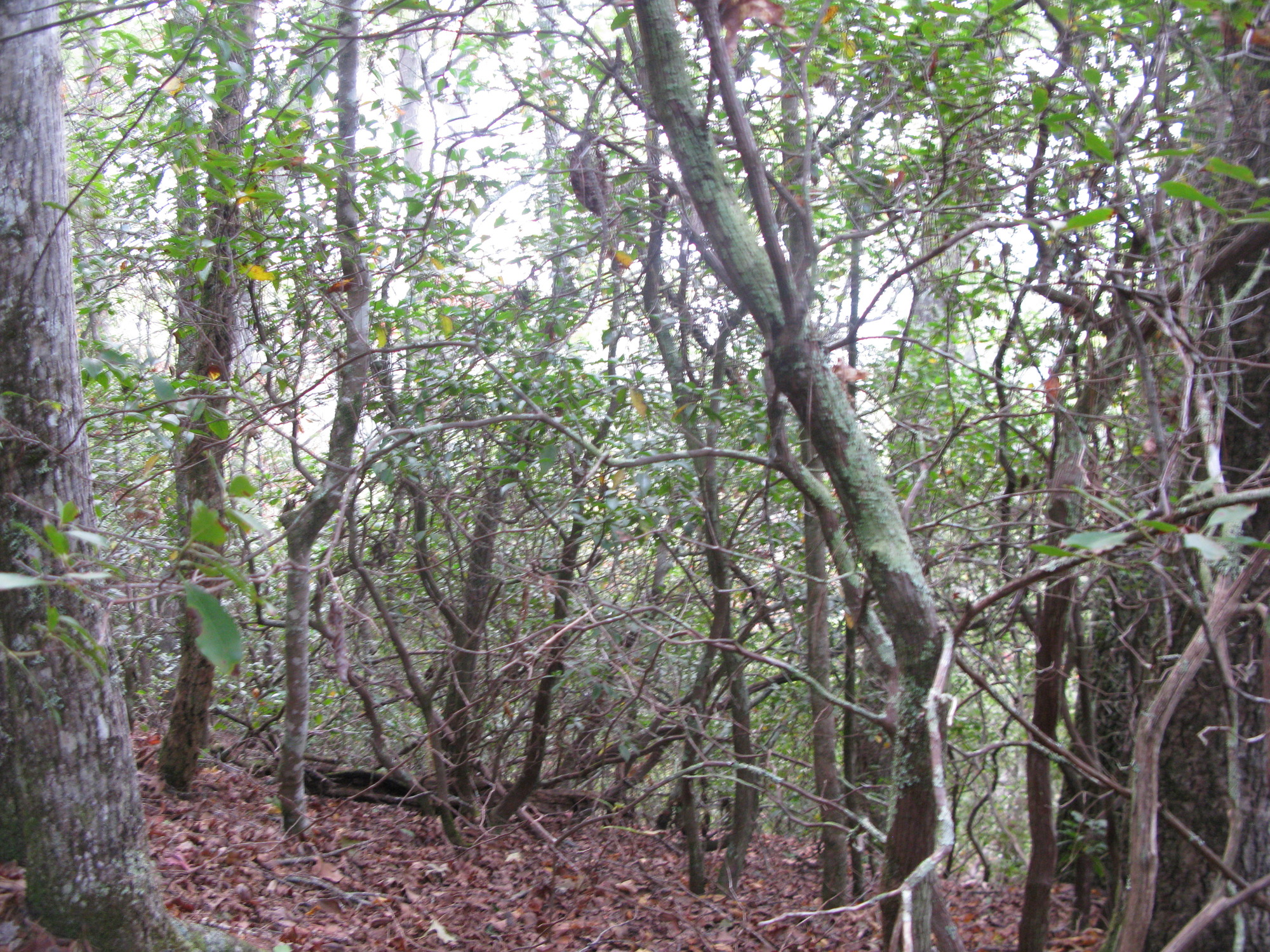 GRSM Accuracy Assessment. Plot Code: GRSM_AA_0184_6