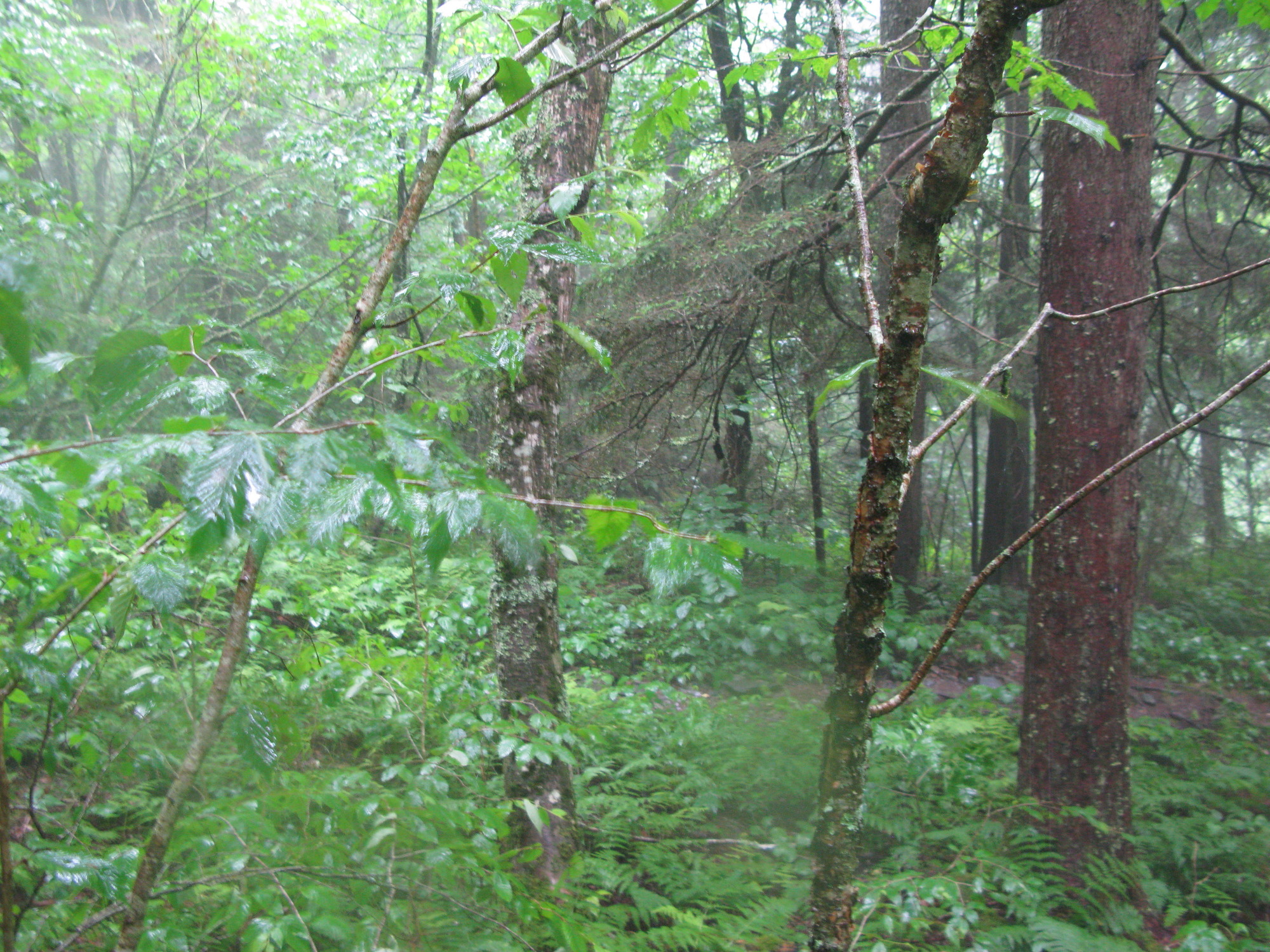 GRSM Accuracy Assessment. Plot Code: GRSM_AA_0390_4