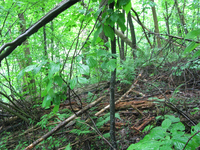 GRSM Accuracy Assessment. Plot Code: GRSM_AA_0466_3