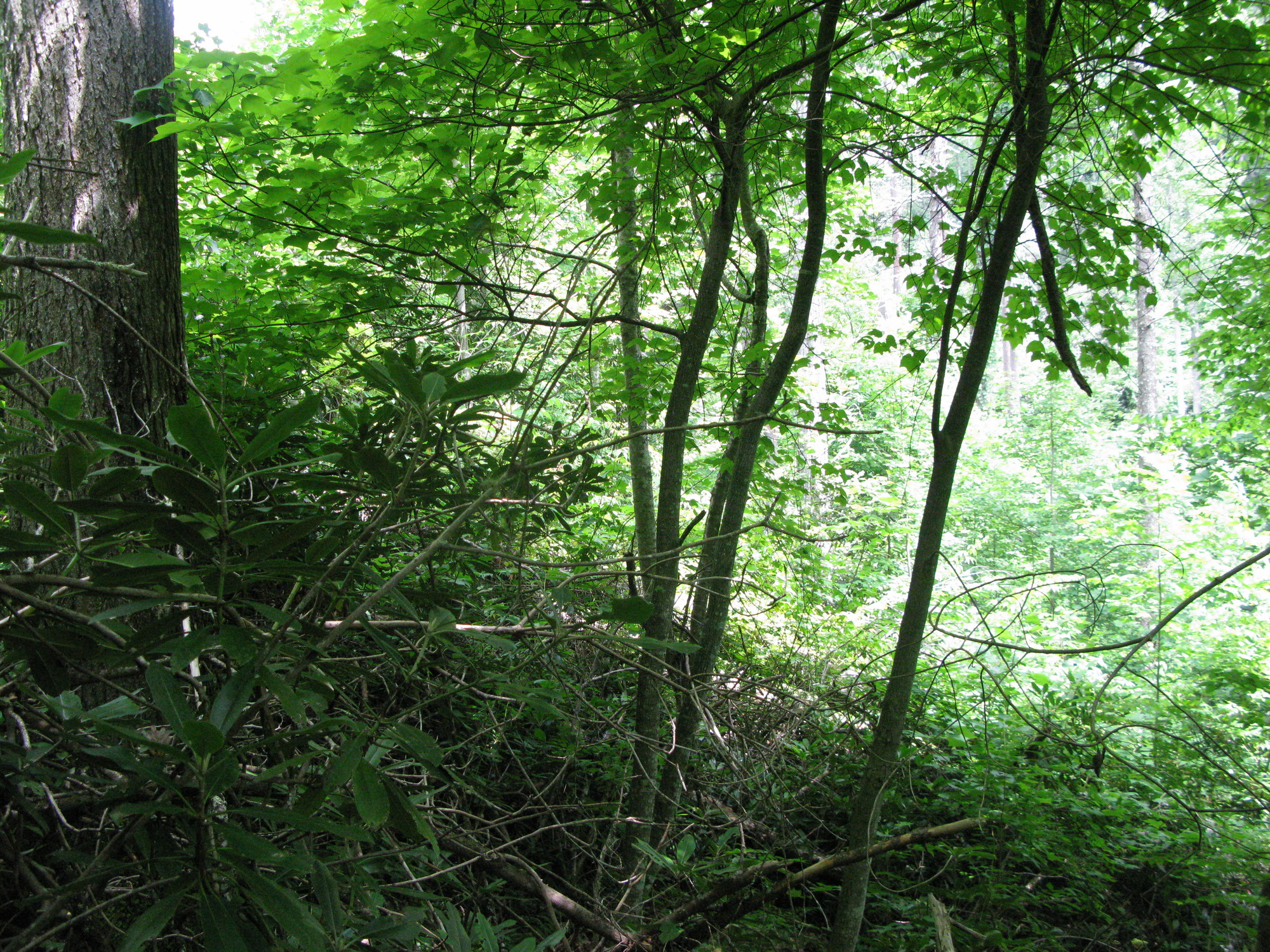 GRSM Accuracy Assessment. Plot Code: GRSM_AA_0920_2