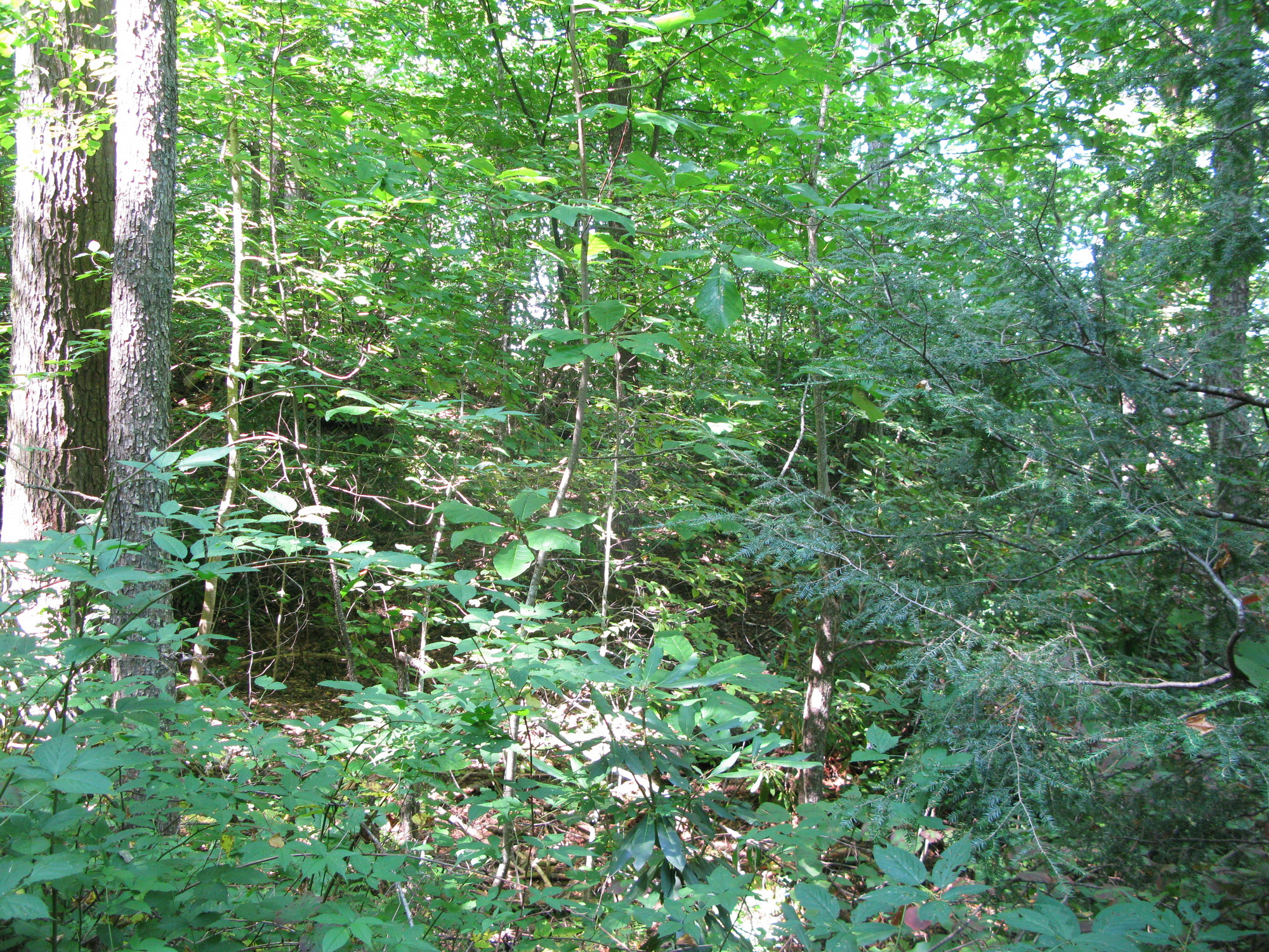 GRSM Accuracy Assessment. Plot Code: GRSM_AA_0842_2