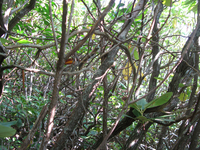 GRSM Accuracy Assessment. Plot Code: GRSM_AA_0859_2