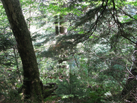 GRSM Accuracy Assessment. Plot Code: GRSM_AA_0892_4