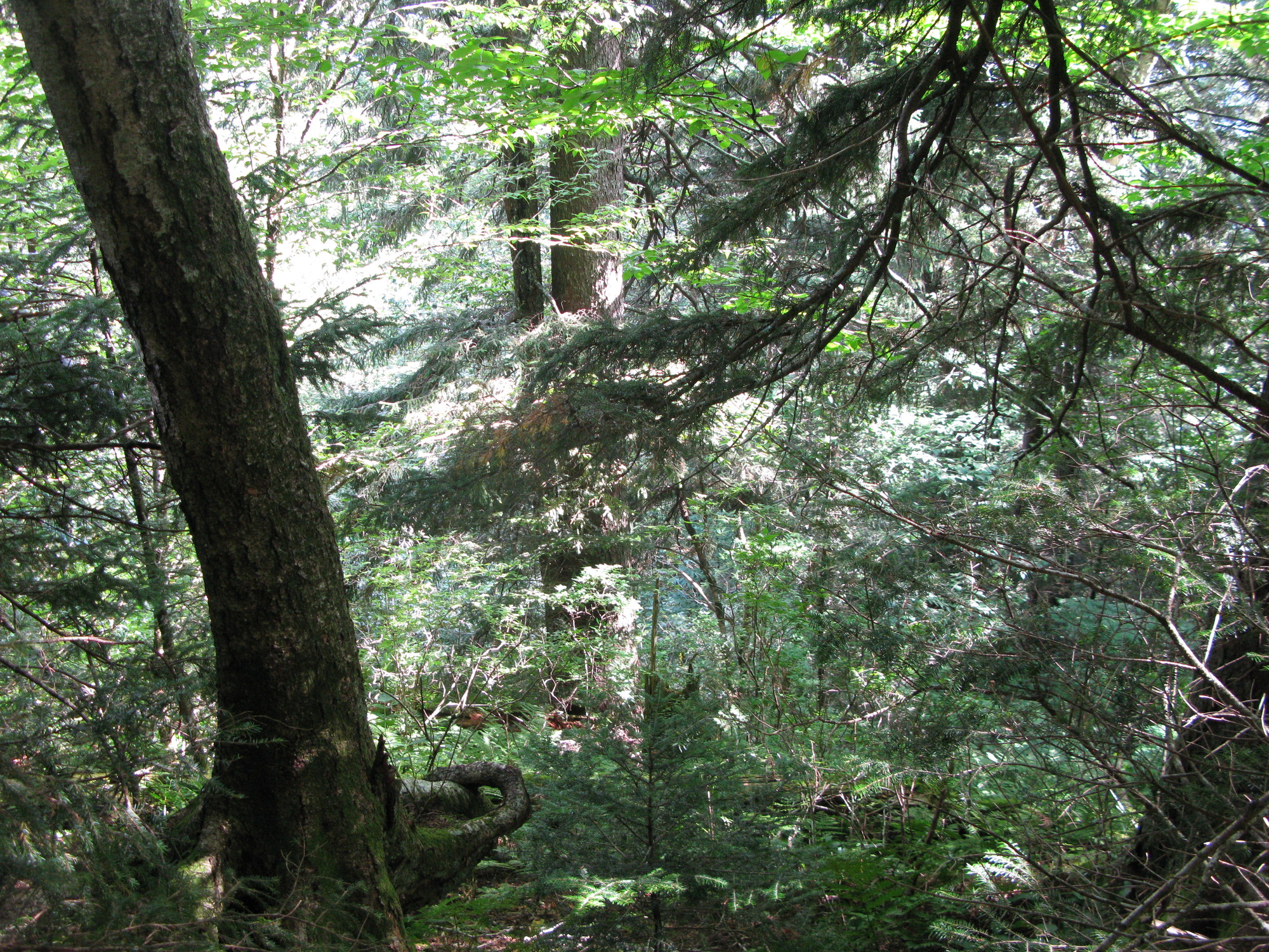 GRSM Accuracy Assessment. Plot Code: GRSM_AA_0892_4