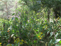 GRSM Accuracy Assessment. Plot Code: GRSM_AA_0964_5