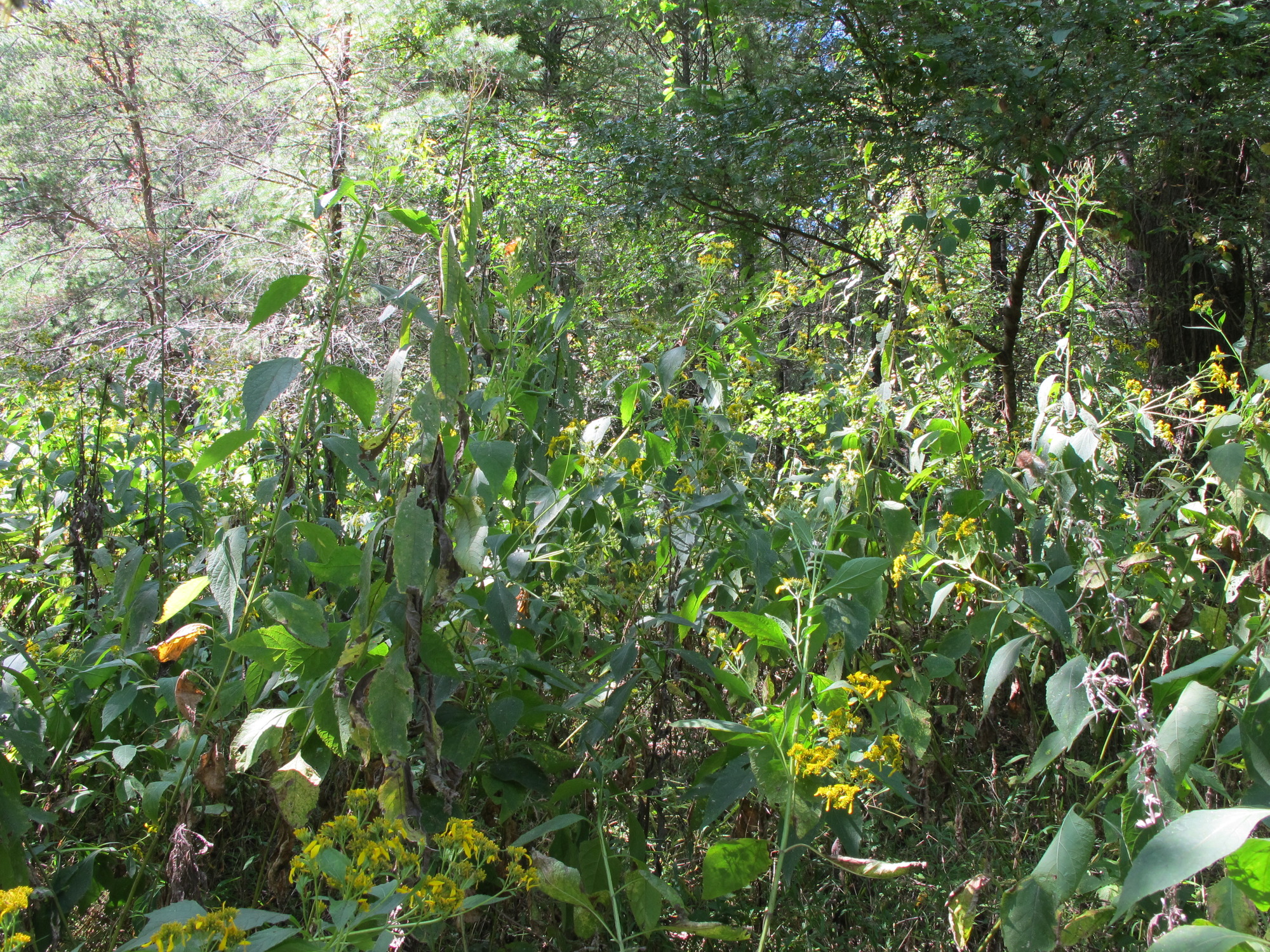 GRSM Accuracy Assessment. Plot Code: GRSM_AA_0964_5