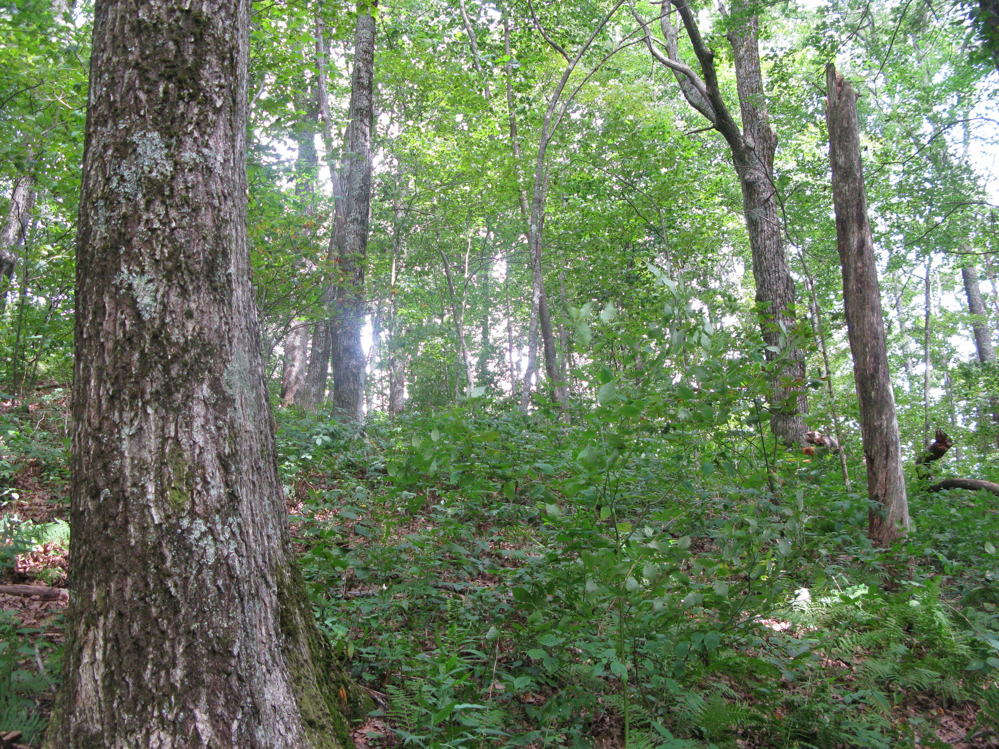 GRSM Accuracy Assessment. Plot Code: GRSM_AA_0248_3