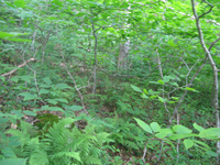 GRSM Accuracy Assessment. Plot Code: GRSM_AA_0559_6