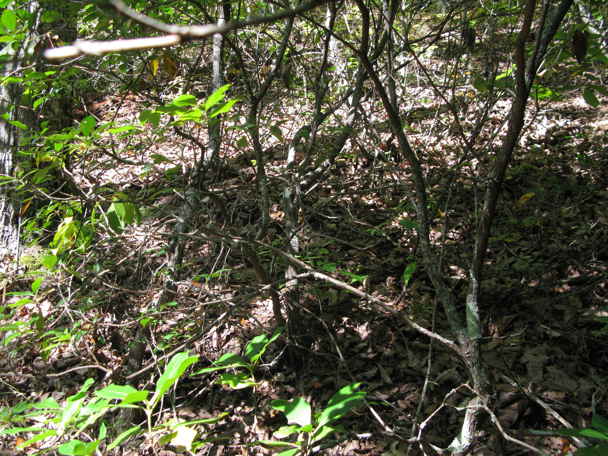 GRSM Accuracy Assessment. Plot Code: GRSM_AA_0059_2