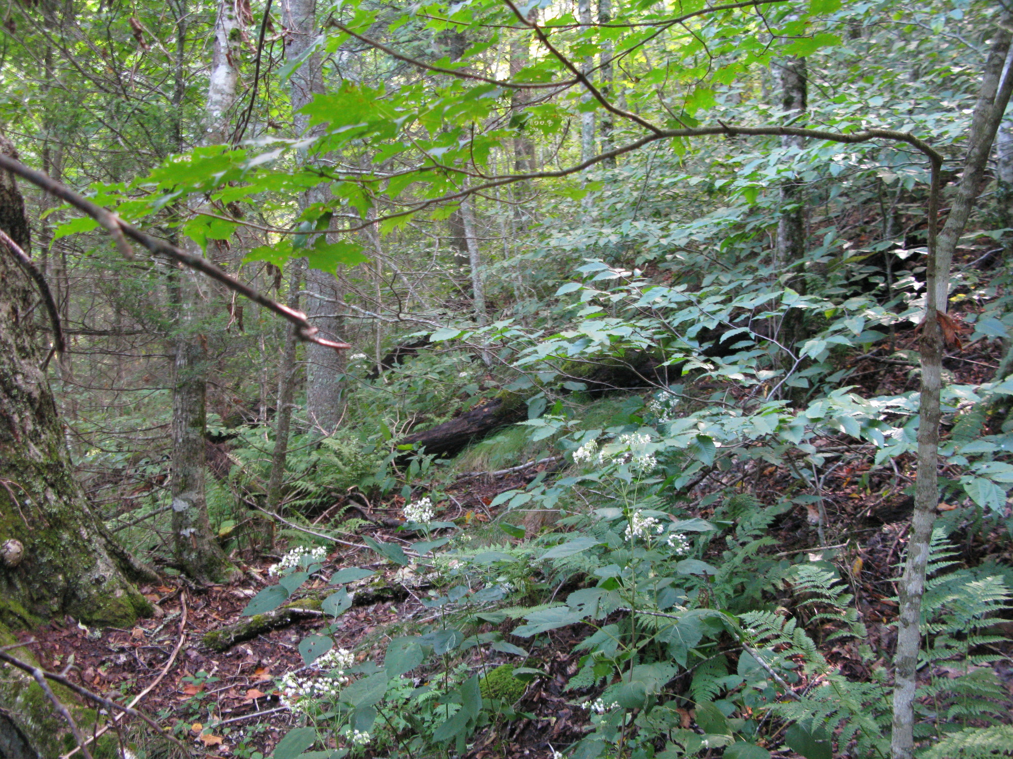 GRSM Accuracy Assessment. Plot Code: GRSM_AA_0253_3