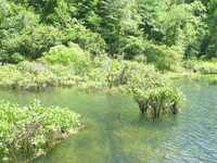 GRSM Accuracy Assessment. Plot Code: GRSM_AA_0006_4