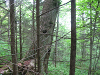 GRSM Accuracy Assessment. Plot Code: GRSM_AA_0107_2