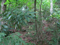 GRSM Accuracy Assessment. Plot Code: GRSM_AA_0386_5