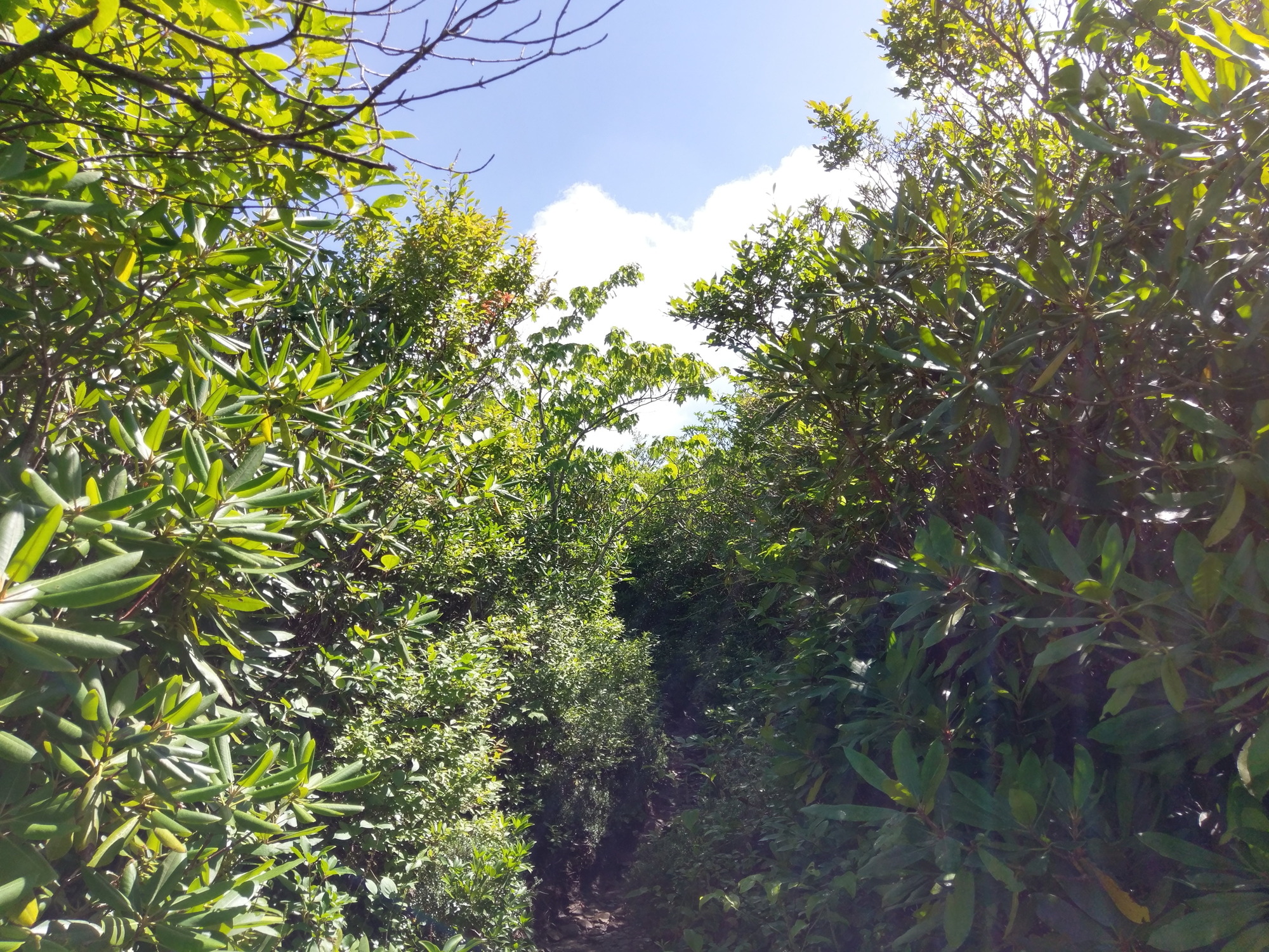 Plot Code: GRSM_AA_0391_6